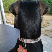 Blanding af racer Blanca