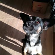 Blanding af racer Blanca