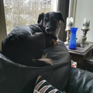 Blanding af racer Blanca