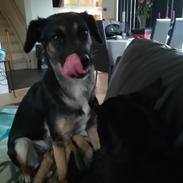 Blanding af racer Blanca