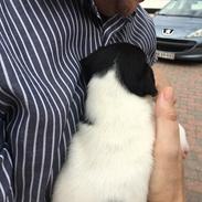 Dansk svensk gaardhund Pjevs