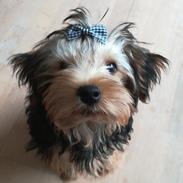 Yorkshire terrier Aria