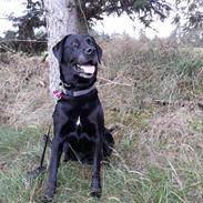 Labrador retriever uzo