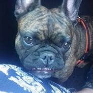 Fransk bulldog Frida