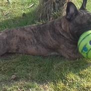 Fransk bulldog Frida