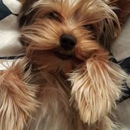 Yorkshire terrier Miss Jixy