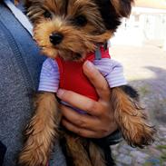 Yorkshire terrier Miss Jixy