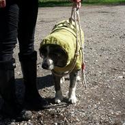 Australian shepherd Pepper