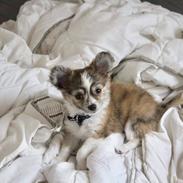 Chihuahua Milo