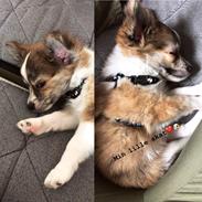 Chihuahua Milo