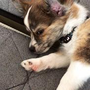 Chihuahua Milo