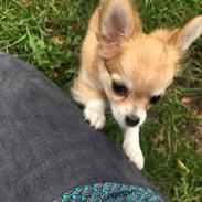 Chihuahua Emmy