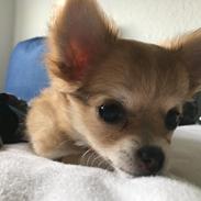 Chihuahua Emmy