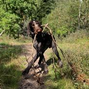 Ruhåret hønsehund Nones ( Midtfjords Buller )