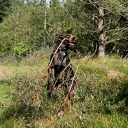 Ruhåret hønsehund Nones ( Midtfjords Buller )