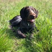 Ruhåret hønsehund Nones ( Midtfjords Buller )