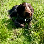 Ruhåret hønsehund Nones ( Midtfjords Buller )
