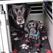 Labrador retriever Tesla (Lab Showtime's Tsunami)
