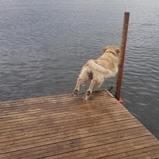 Golden retriever Uzzo