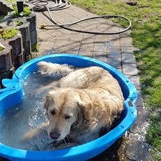 Golden retriever Uzzo