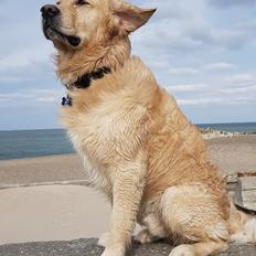 Golden retriever Uzzo