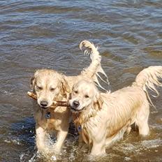 Golden retriever Pumba 