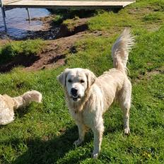 Golden retriever Pumba 