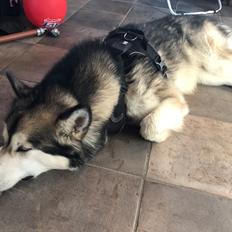 Alaskan malamute Cheff