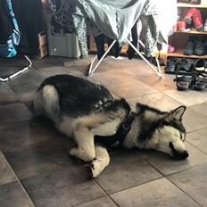 Alaskan malamute Cheff