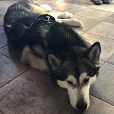 Alaskan malamute Cheff