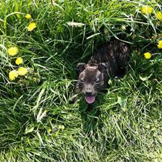 Staffordshire bull terrier BoB Marley