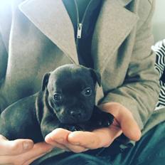 Staffordshire bull terrier BoB Marley