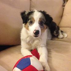 Border collie Stacey