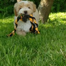 Bichon havanais Kenya