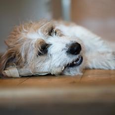 Blanding af racer Charlie