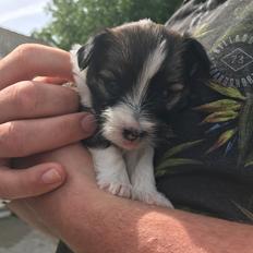 Blanding af racer Maggie