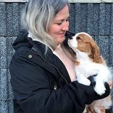 Cavalier king charles spaniel Liane's Yesterday (Yessi)