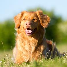 Nova scotia duck tolling retriever Mika "Himmelhund" 