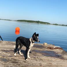 Border collie IngeMy - Spotting MeepMeep My
