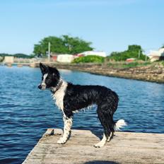 Border collie IngeMy - Spotting MeepMeep My