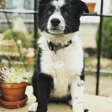 Border collie IngeMy - Spotting MeepMeep My
