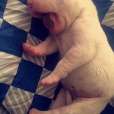 Blanding af racer Coco