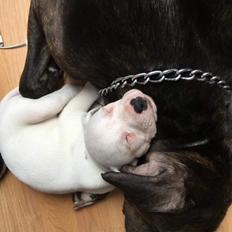 Blanding af racer Coco