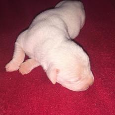 Blanding af racer Coco