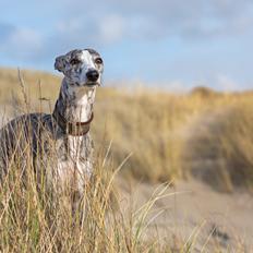 Whippet Galanta Whippets Milani aka Ayla
