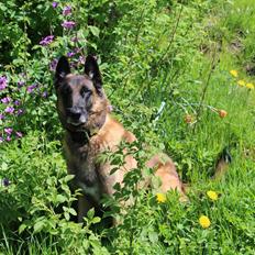 Malinois Zorba