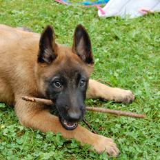 Malinois Zorba