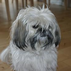 Shih tzu Gustav