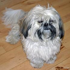 Shih tzu Gustav