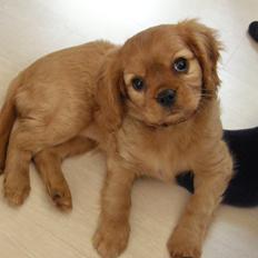 Cavalier king charles spaniel Chili